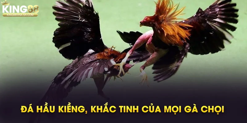 dac-diem-nhan-biet-ga-da-hau-kieng Đặc điểm nhận biết gà đá hầu kiềng