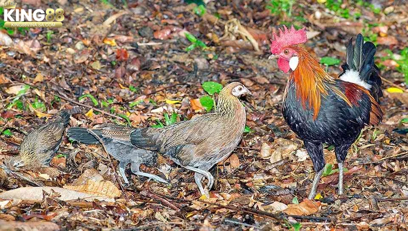 dieu-kien-moi-truong-phu-hop-cho-nuoi-ga-rung-dat-dai-chuong-trai-khi-hau Điều kiện môi trường phù hợp cho nuôi gà rừng (đất đai, chuồng trại, khí hậu)